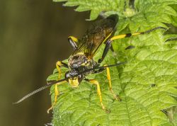 Snyltehveps diphyus amatorius